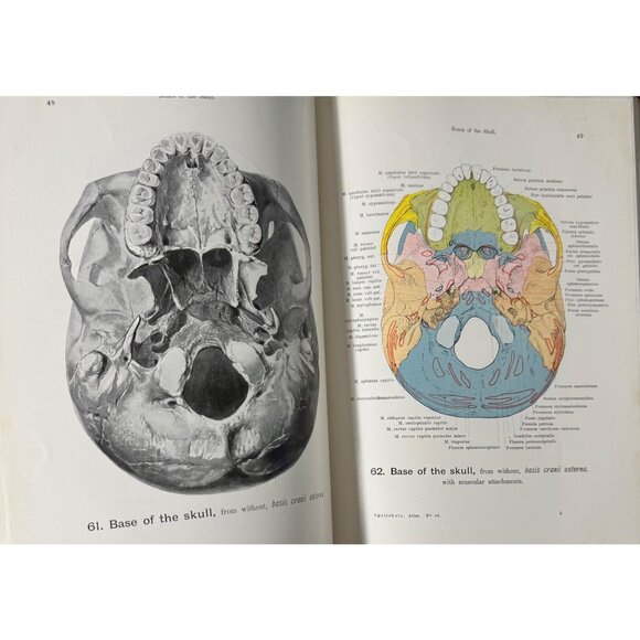 Werner Spalteholz Hand Atlas Of Human Anatomy Vol I Lippincott Medical HC Third - Picture 6 of 16